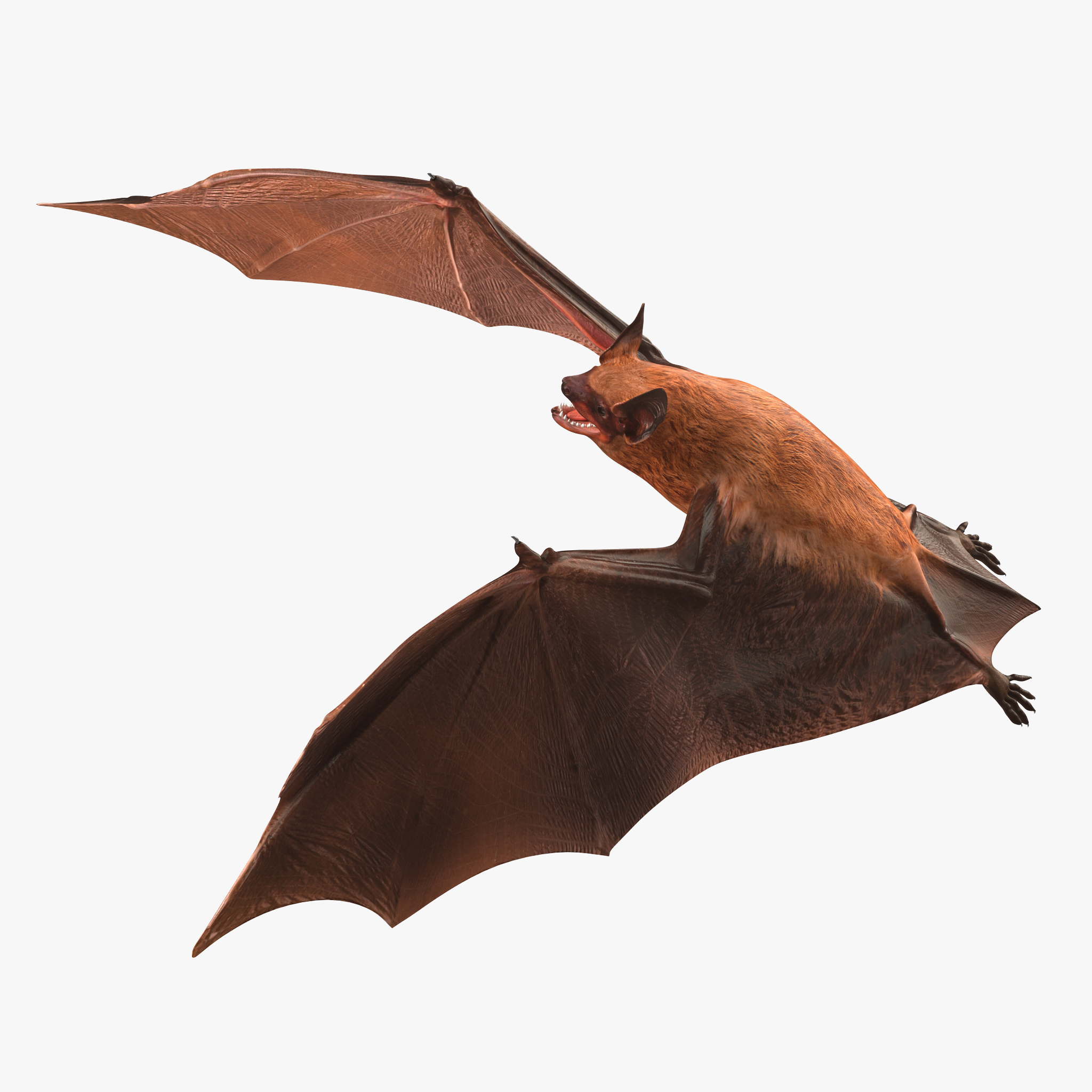 蝙蝠bat苹果版下载-蝙蝠batchat下载