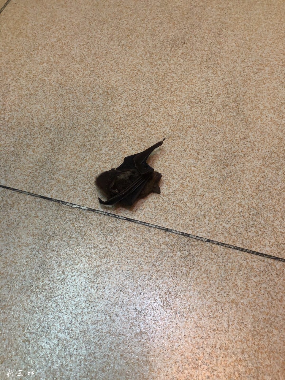 蝙蝠进家门是好事还是坏事的简单介绍