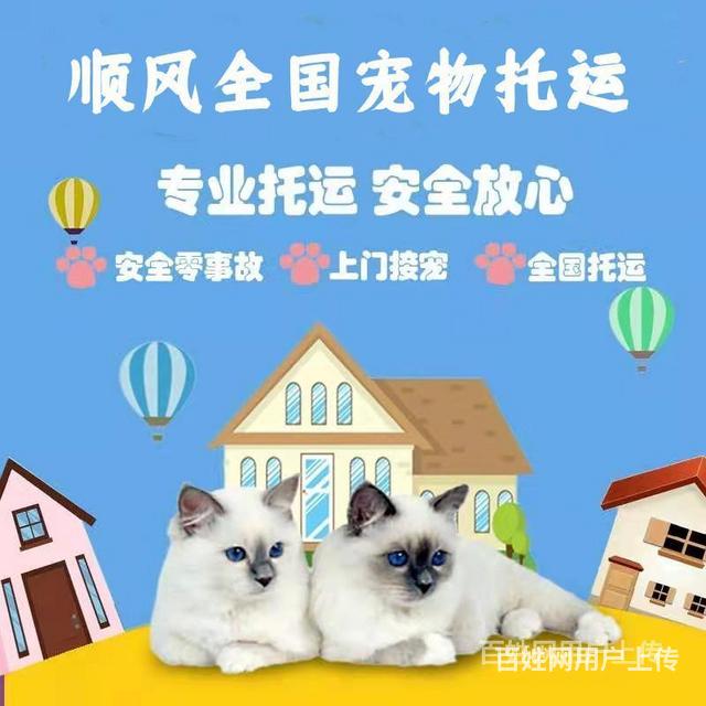 宠物托运能到付吗?-宠物托运可以送货上门吗