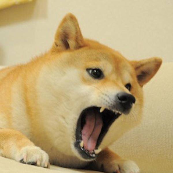 doge-doge币今日价格行情