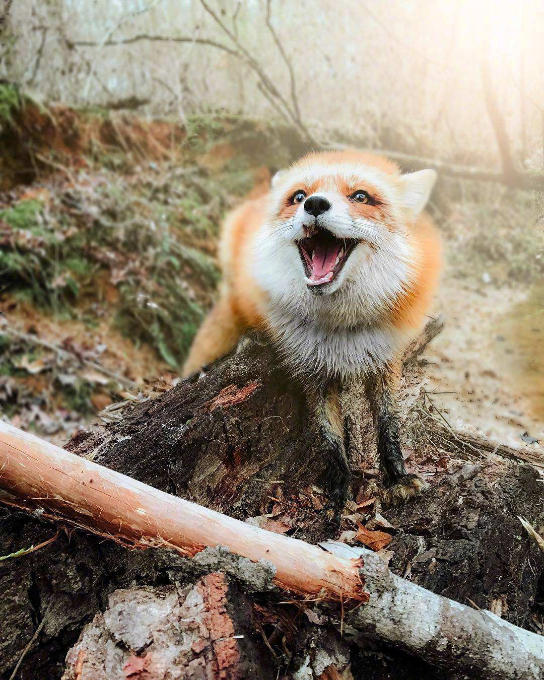 小狐狸-小狐狸的日记2