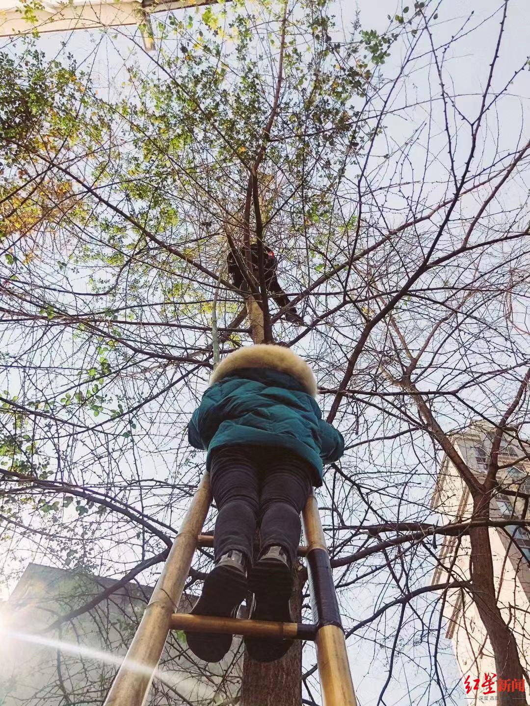 七天上望的梯子必须烧掉吗,七天上望的梯子必须烧掉吗为什么