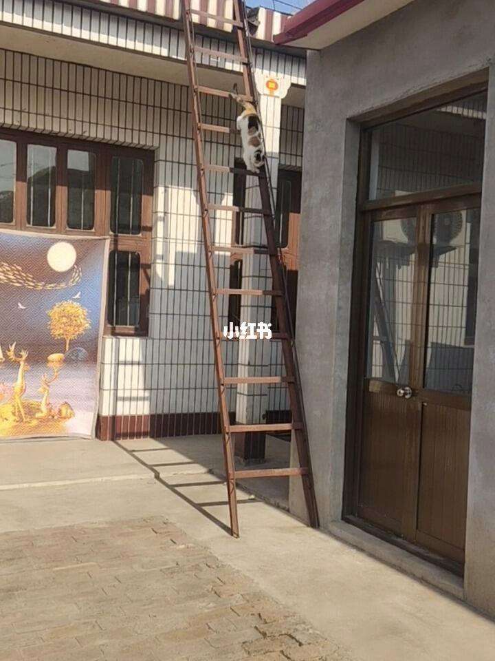 上望的梯子是什么样子的图片,上望的梯子是什么样子的图片大全