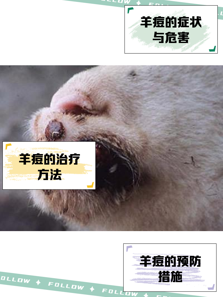 羊丑是什么意思,丑羊羊是什么意思
